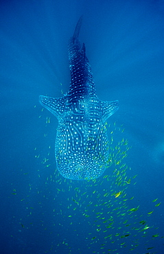 Whale shark (Rhincodon thypus), Hawaii, United States of America, Pacific Ocean