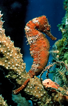 Longsnout seahorse (Hippocampus reidi), Island of Saba, Dutch West Indies, Caribbean Sea, Central America