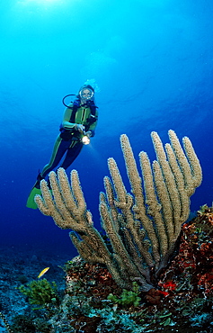 Caribbean sponge (Aplysina fistularis) and scuba diver, Punta Cana, Caribbean Sea, Dominican Republic