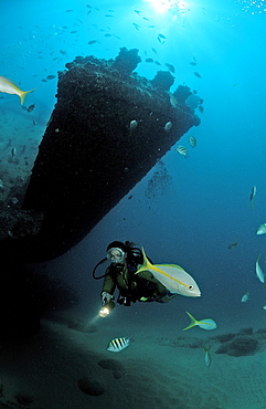 Yellowtail snapper (Ocyurus chrysurus) and scuba diver, Punta Cana, Caribbean Sea, Dominican Republic, West Indies, Central America