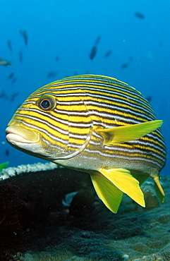 Yellow-ribbon sweetlip (Plectorhinchus polytaenia), Bali, Indian Ocean, Indonesia, Southeast Asia, Asia