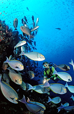 Elongate surgeonfish (Acanthurus mata), and scuba diver, Bali, Indian Ocean, Indonesia, Southeast Asia, Asia