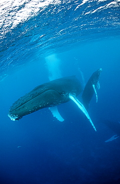 Humpback whale mother and calf (Megaptera novaeangliae), Rurutu, Tahiti, French Polynesia, Pacific Ocean, Pacific