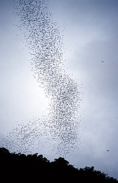 Bat exodus from Deer Cave, Chiroptera, Gunung Mulu National Park, UNESCO World Heritage Site, Sarawak, Borneo, Malaysia, Southeast Asia, Asia