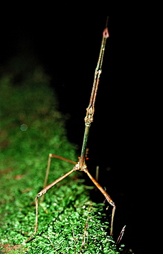 Stick-insect (Phasmatidae, Phasmida), Gunung Mulu National Park, Sarawak, Borneo, Malaysia, Southeast Asia, Asia