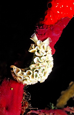 Lettuce sea slug, Tridachia crispata, Guadeloupe, French West Indies, Caribbean Sea