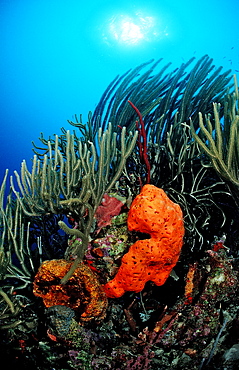 Colorful coral reef, Guadeloupe, French West Indies, Caribbean Sea