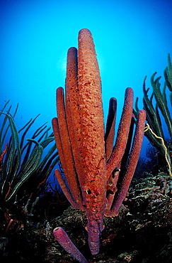 Tube sponge, Lavender Stovepipe sponge, Aplysina archeri, Netherlands Antilles, Bonaire, Caribbean Sea