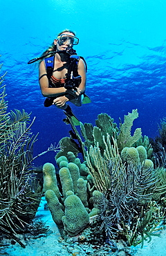 Scuba diver and coral reef, Netherlands Antilles, Bonaire, Caribbean Sea