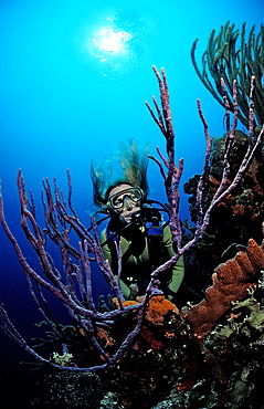 Scuba diver and coral reef, Netherlands Antilles, Bonaire, Caribbean Sea