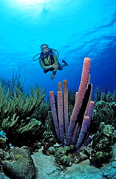 Scuba diver and Lavender Stovepipe sponge, Aplysina archeri, Netherlands Antilles, Bonaire, Caribbean Sea