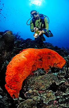 Scuba diver and Orange Elephant Ear Sponge, Agelas clathrodes, Netherlands Antilles, Bonaire, Caribbean Sea