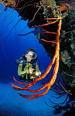 Scuba diver on the Hilma Hooker Ship Wreck, Netherlands Antilles, Bonaire, Caribbean Sea