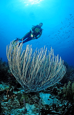 Scuba diver and coral reef, Netherlands Antilles, Bonaire, Caribbean Sea