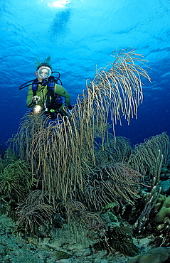 Scuba diver and coral reef, Netherlands Antilles, Bonaire, Caribbean Sea