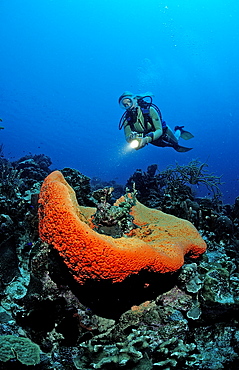 Scuba diver and Orange Elephant Ear Sponge, Agelas clathrodes, Netherlands Antilles, Bonaire, Caribbean Sea