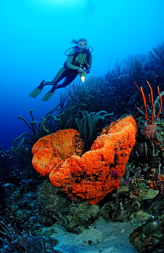 Scuba diver and Orange Elephant Ear Sponge, Agelas clathrodes, Netherlands Antilles, Bonaire, Caribbean Sea