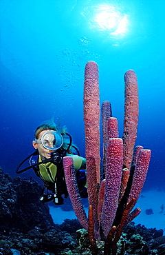 Scuba diver and Lavender Stovepipe sponge, Aplysina archeri, Netherlands Antilles, Bonaire, Caribbean Sea