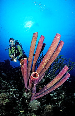 Scuba diver and Lavender Stovepipe sponge, Aplysina archeri, Netherlands Antilles, Bonaire, Caribbean Sea