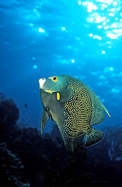 French Angelfish, Pomacanthus paru, Saint Lucia, French West Indies, Caribbean Sea