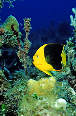 Rock Beauty, Holocanthus tricolor, Netherlands Antilles, Bonaire, Caribbean Sea