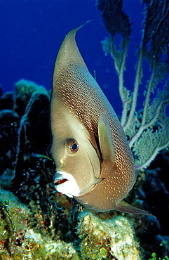 Grey Angelfish, Pomacanthus arcuatus, Netherlands Antilles, Bonaire, Caribbean Sea