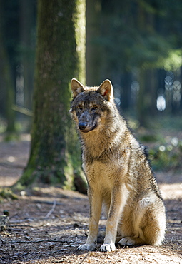 Wolf, Canis lupus, Germany, Bavaria