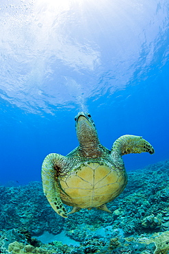 Green Turtle, Chelonia mydas, Marshall Islands, Bikini Atoll, Micronesia, Pacific Ocean