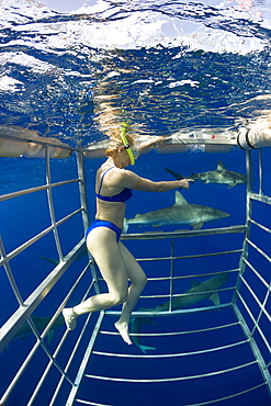 Cage Diving with Sharks, Oahu, Pacific Ocean, Hawaii, USA