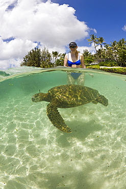 Green Turtle and Tourist, Chelonia mydas, Oahu, Pacific Ocean, Hawaii, USA