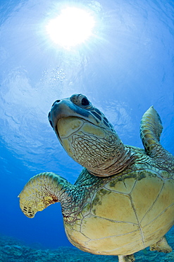 Green Turtle, Chelonia mydas, Oahu, Pacific Ocean, Hawaii, USA