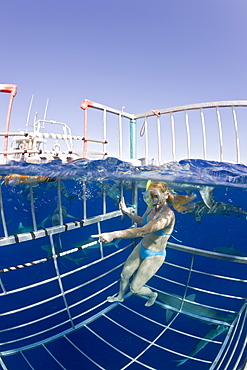 Cage Diving with Sharks, Oahu, Pacific Ocean, Hawaii, USA