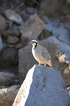 Chukar at Haleakala Volcano Crater, Alectoris chukar, Maui, Hawaii, USA