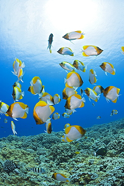 Pyramid Butterflyfishes, Hemitaurichthys polyepis, Molokini Crater, Maui, Hawaii, USA