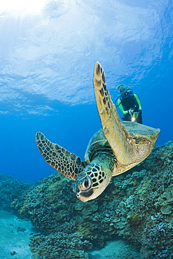 Green Turtle and Diver, Chelonia mydas, Maui, Hawaii, USA