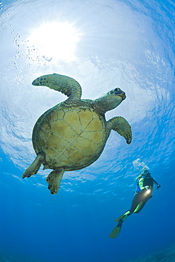 Green Turtle and Diver, Chelonia mydas, Maui, Hawaii, USA