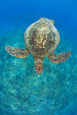 Green Turtle, Chelonia mydas, Maui, Hawaii, USA