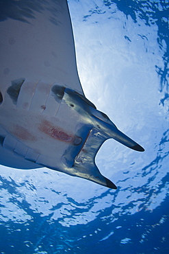 Sicklefin Mobula, Mobula tarapacana, Azores, Princess Alice Bank, Atlantic Ocean, Portugal