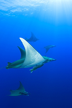 Sicklefin Mobulas, Mobula tarapacana, Azores, Princess Alice Bank, Atlantic Ocean, Portugal