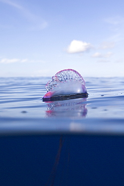 Portuguese Man of War, Physalia physalis, Azores, Atlantic Ocean, Portugal