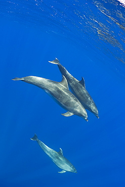 Bottlenose Dolphins, Tursiops truncatus, Azores, Atlantic Ocean, Portugal