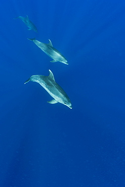 Bottlenose Dolphins, Tursiops truncatus, Azores, Atlantic Ocean, Portugal