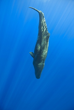 Sperm Whale, Physeter catodon, Azores, Atlantic Ocean, Portugal