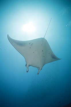 Manta, Manta birostris, Micronesia, Yap