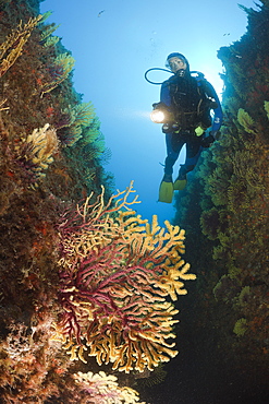 Scuba Diver and Variable Gorgonians, Paramuricea clavata, Tamariu, Costa Brava, Mediterranean Sea, Spain