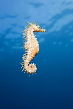 Brown Longsnouted Seahorse, Hippocampus ramulosus, Tamariu, Costa Brava, Mediterranean Sea, Spain