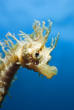 Portrait of Longsnouted Seahorse, Hippocampus ramulosus, Tamariu, Costa Brava, Mediterranean Sea, Spain