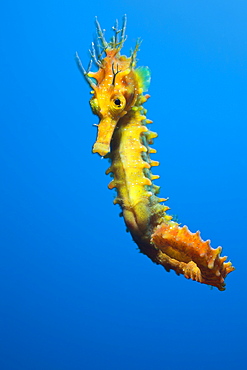 Yellow Longsnouted Seahorse, Hippocampus ramulosus, Tamariu, Costa Brava, Mediterranean Sea, Spain