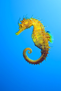 Longsnouted Seahorse, Hippocampus ramulosus, Tamariu, Costa Brava, Mediterranean Sea, Spain