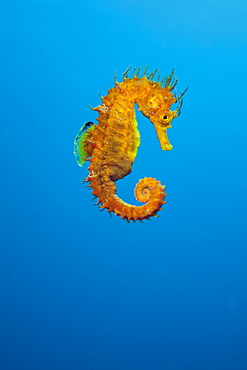 Yellow Longsnouted Seahorse, Hippocampus ramulosus, Tamariu, Costa Brava, Mediterranean Sea, Spain